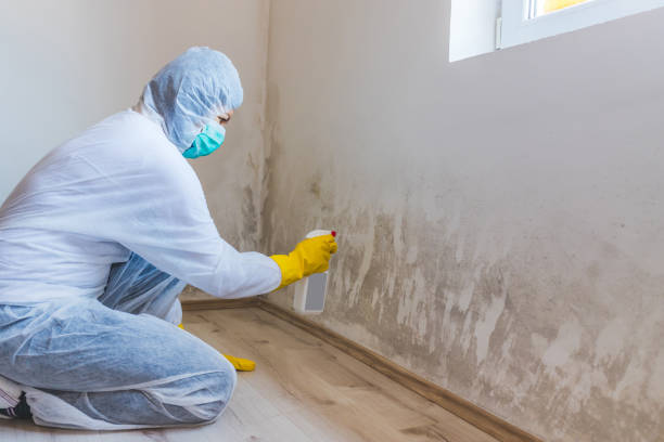 Licensed Commercial Mold Remediation service in West Hempstead, NY - WQB Mold Removal
